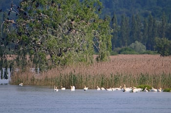 3 Kormorane und Höckerschwäne IMG_4920 S